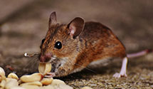 24 Hour & Emergency Exterminators in Reinersville, OH